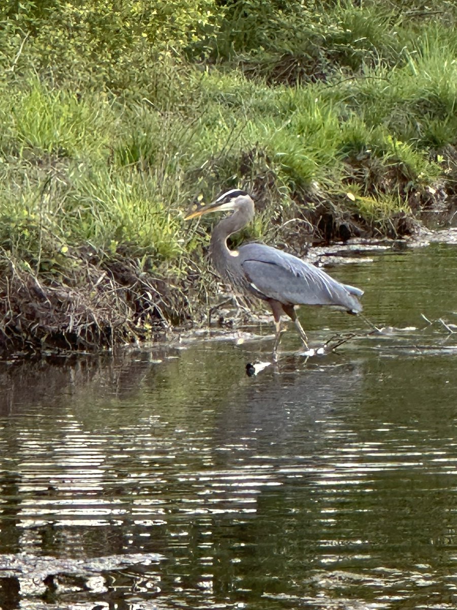 3sticksCGCS's tweet photo. Saw our heron this evening. Lucy ignored it early on. Horton Smith Golf Course @DogsOfTurf @BirdsofTurf #golfcoursewildlife https://t.co/gptHKJIy47