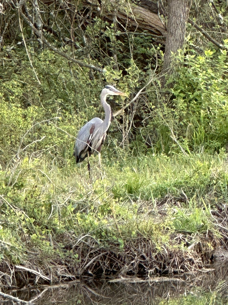 3sticksCGCS's tweet photo. Saw our heron this evening. Lucy ignored it early on. Horton Smith Golf Course @DogsOfTurf @BirdsofTurf #golfcoursewildlife https://t.co/gptHKJIy47