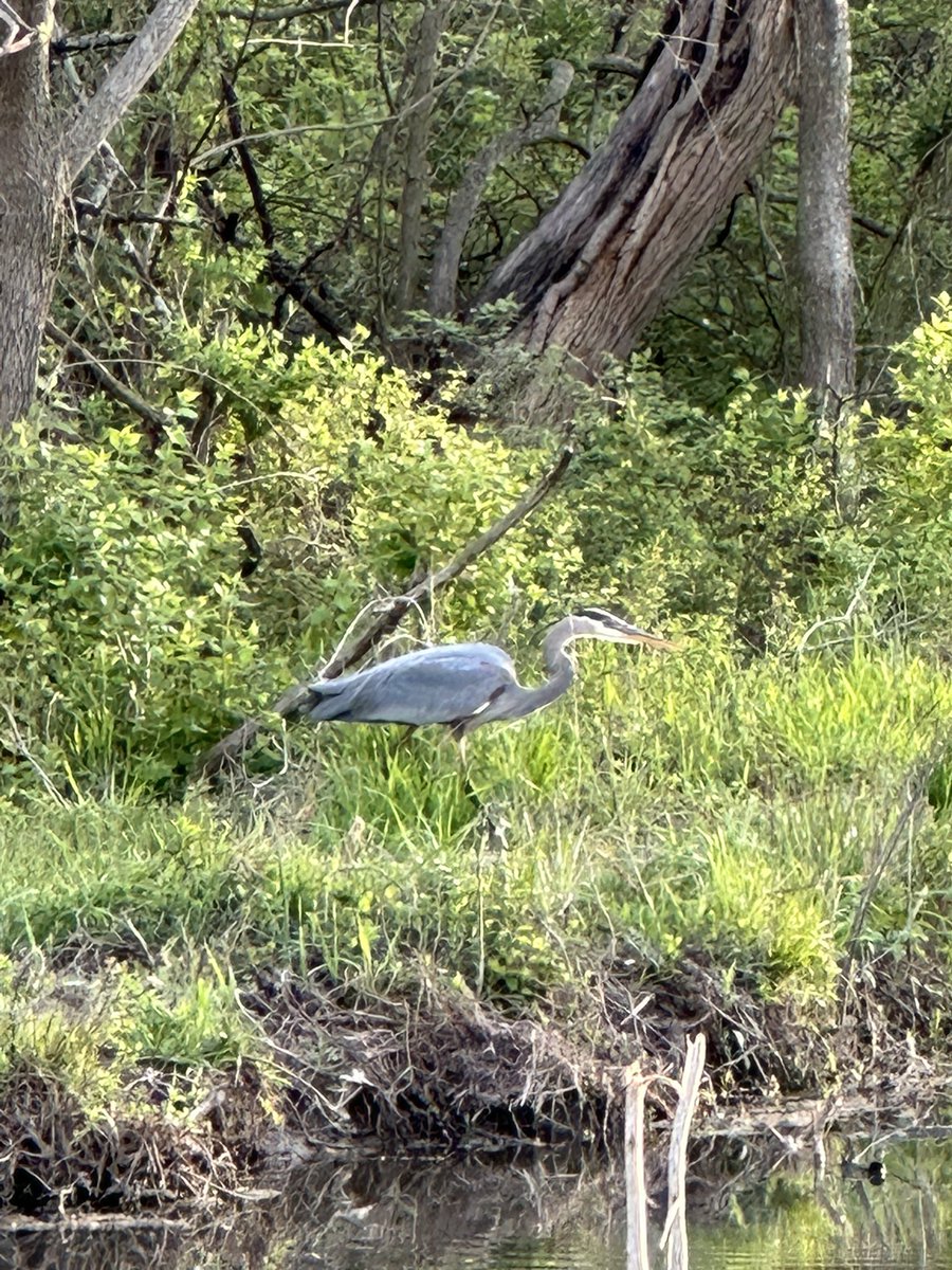 3sticksCGCS's tweet photo. Saw our heron this evening. Lucy ignored it early on. Horton Smith Golf Course @DogsOfTurf @BirdsofTurf #golfcoursewildlife https://t.co/gptHKJIy47