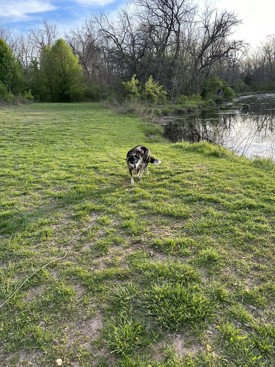 3sticksCGCS's tweet photo. Saw our heron this evening. Lucy ignored it early on. Horton Smith Golf Course @DogsOfTurf @BirdsofTurf #golfcoursewildlife https://t.co/gptHKJIy47