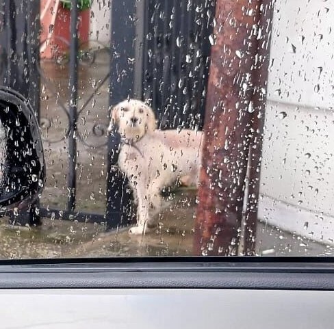AlertaMePerdi's tweet photo. #ENCONTRADO #GUAYAQUIL
Fecha: 13/04/23
Sector: Norte, Urdesa Norte, Av. Rodrigo de Chavez.
Raza: Schnauzer.
Obsv.: Reciente corte de pelo, lleva collar.
Contacto: 0997115409
¡Ayúdalo a volver con su familia!
#AlertaMePerdí https://t.co/mnmO4Sb6ci