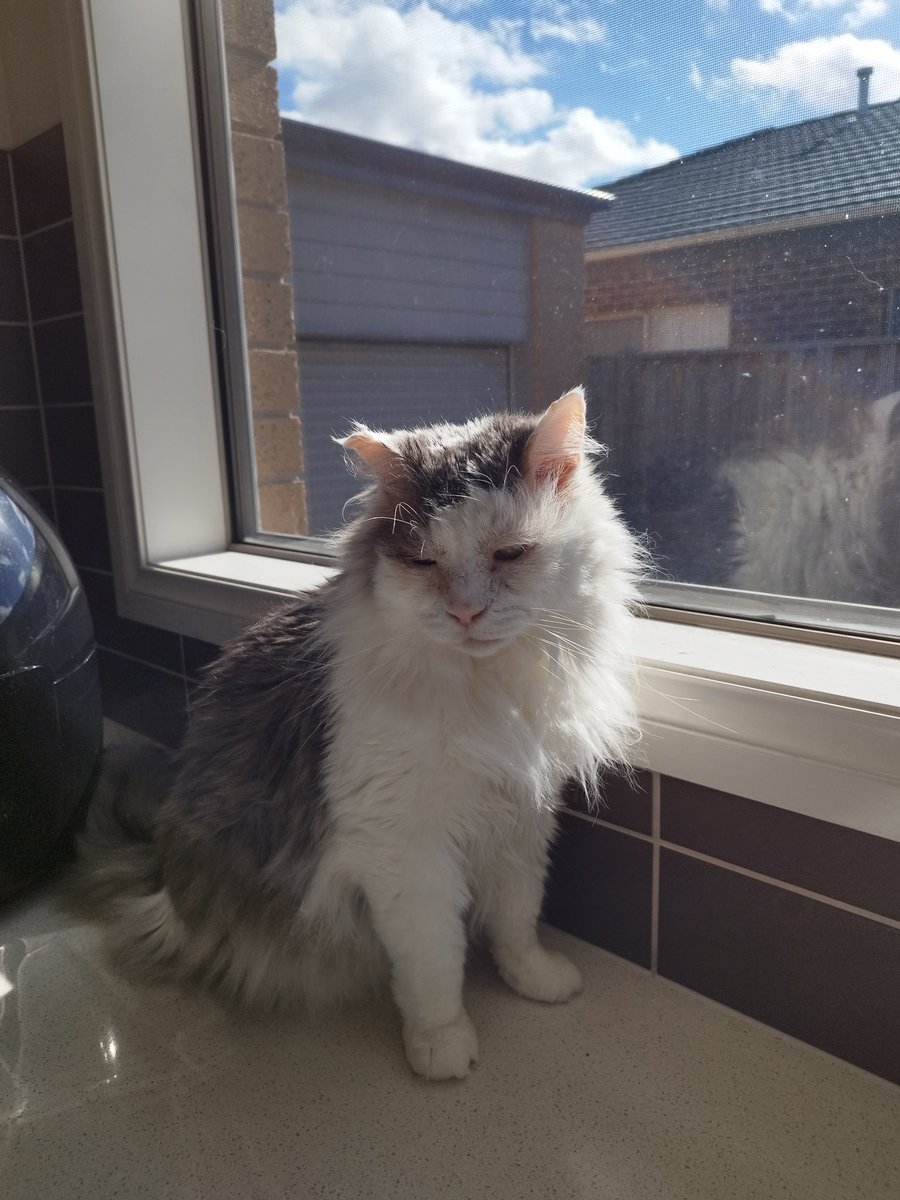 We brought him home wrapped in his purple towel and laid him to rest in our garden, where he'll always be close by.   
I want to say thank you to each and every one of you who have followed Scruff's journey from backyard stray to pampered house cat.