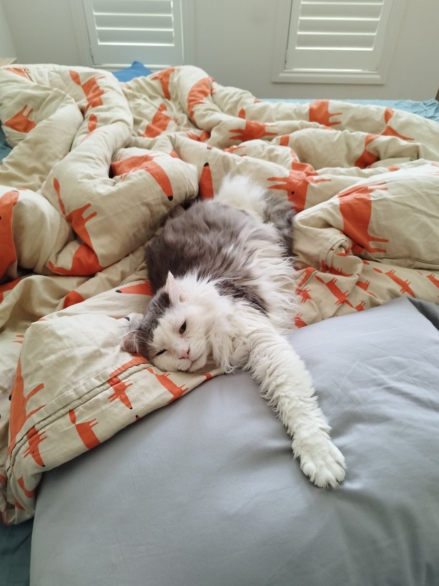 I am absolutely heartbroken to tell everyone that this morning Scruff crossed over the rainbow bridge. The blood clot cut off all blood flow to his back legs and he was just in too much pain, with little hope for recovery. Letting him go was a terrible kindness.