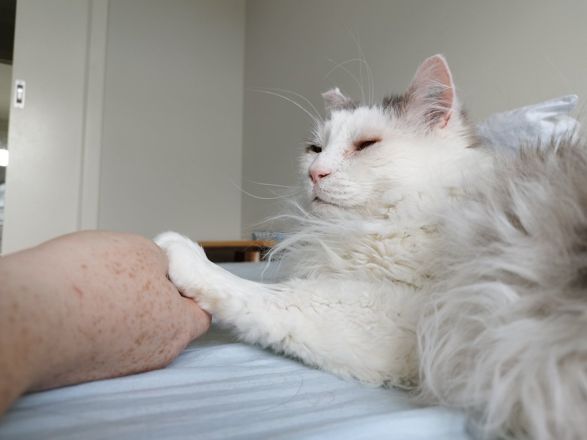 Despite his hard start in life, Scruff was so willing to love and trust. He demanded attention when he wanted it and just wanted to be in our company all the time. In the last 6 months he was his healthiest and happiest, even coming out of his shell with humans other than us.