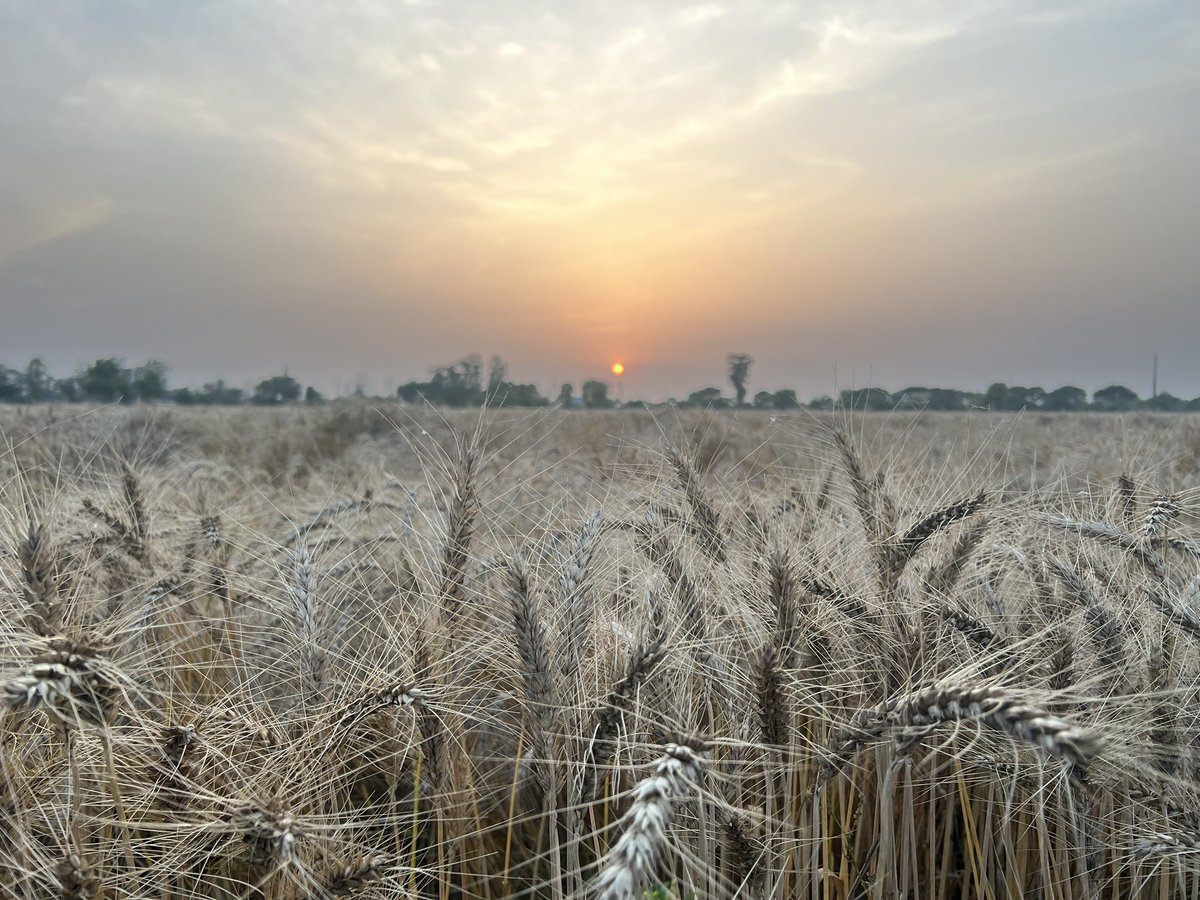 #HappyVaisakhi to Entire #Punjabi Community living in Punjab Region amd Abroad.

It is a Festival When All Punjabis of #Punjab Region Start Harvesting Their Rabi Crops like #Wheat