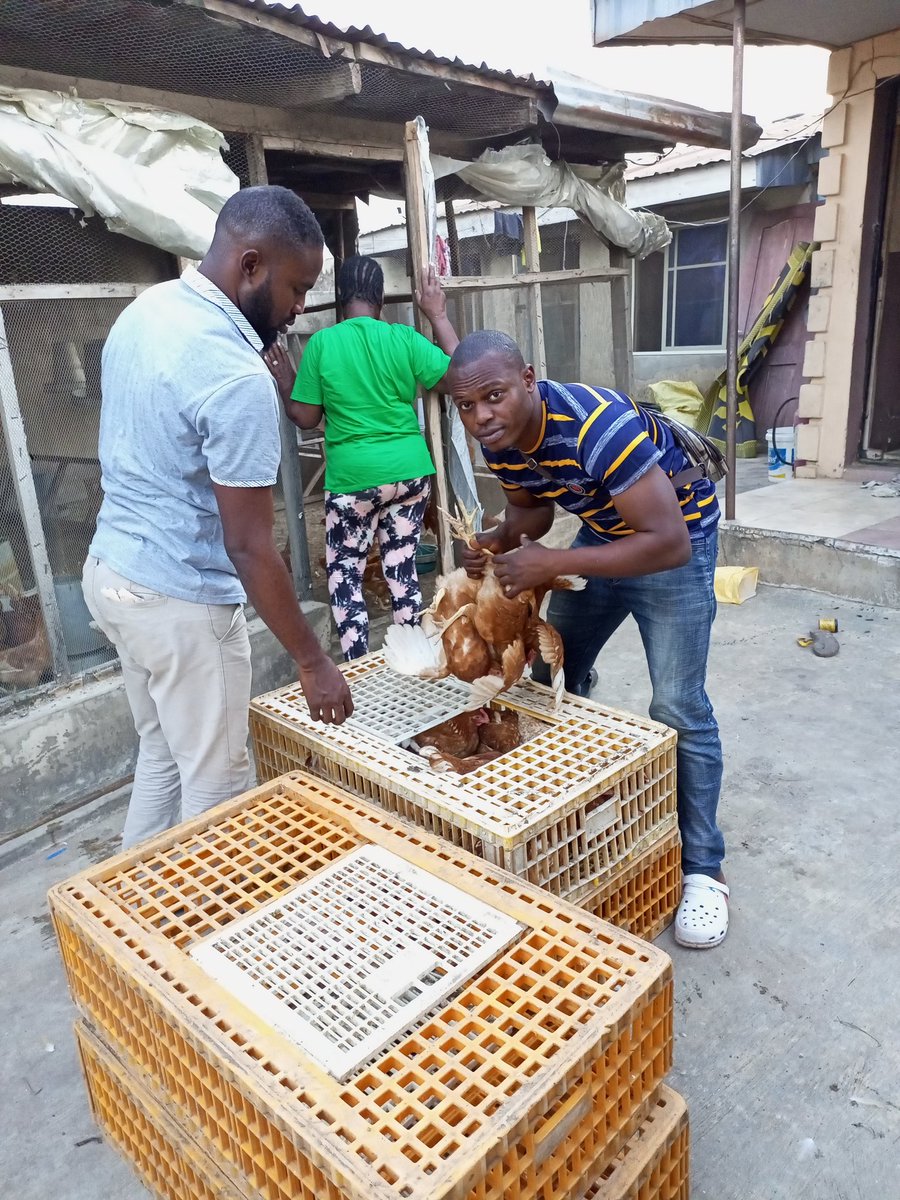 Tizakingagric's tweet photo. Contact for ur point of cage/laying birds π.
10wks - 16wks available.
WhatsApp or call 08164629285 or 07080723649
#layers #broilerfarm #farmbusiness #poultry #poultryfarm #pointoflay #agribusinesses #farmmanagement #eggproduction #dayoldchicks #poultrybusiness #poultryfarming https://t.co/ZwZOOo81tM