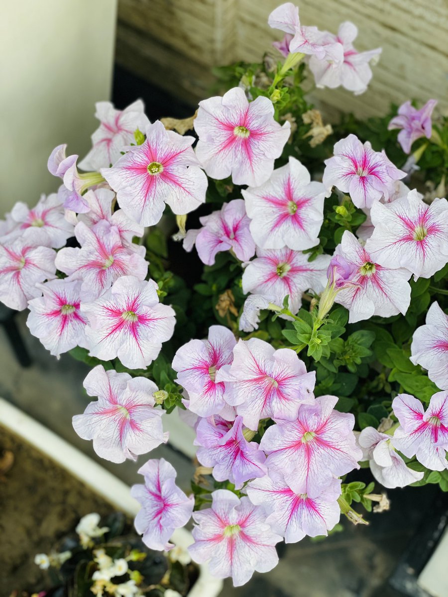 gsushma55's tweet image. Sending you all good wishes! 

Keep Smiling and Blooming like these flowers! Look at the colors .. Uff! :)

#Sush_Click! #goodmorning!