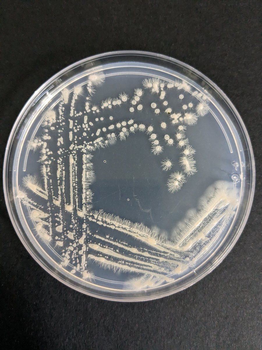 BenjaminEvert's tweet photo. Aureobasidium pullulans. A yeast that's currently being used to control plant diseases in agriculture. #FungiFriday #microbiology #Science #Agriculture https://t.co/0jNpscQFMn
