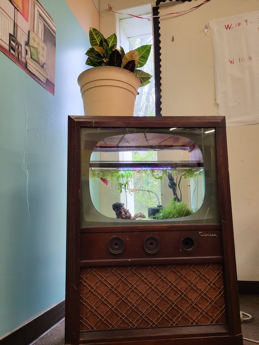 GiantApplesofOr's tweet photo. The Pet Fish  / Freshwater aquarium setup. #aquascape #education.  #redzebra https://t.co/6yhEQZDTbe