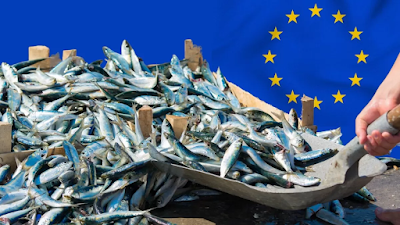 viaggrego's tweet photo. L'#UnioneEuropea ci #misura il #Pescato col #Righello. Ecco a cosa serve l'#Europa! https://t.co/aZ78KiDpxG https://t.co/AZP7tU80fK