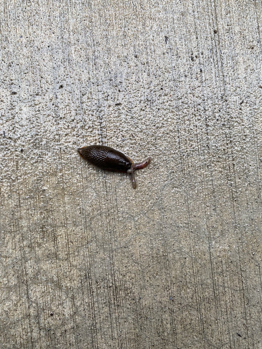 BrennaWalk's tweet photo. saw a cute little slug the other day 🥺 https://t.co/cNkOwOjBKn