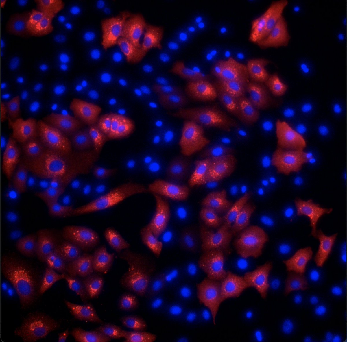 Had a proud mentor moment this morning 🥹 . First image in the lab by Krista (not on twitter) #lovevirology