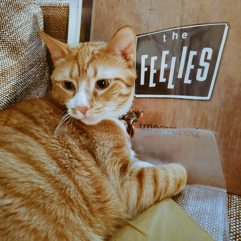NTNLcats's tweet photo. Rylan enjoys listening to @TheFeeliesNJ.
#RylanBJohnson #cat #kitty #orangetabby #CatsOfTwitter https://t.co/PBxhJHdDyX