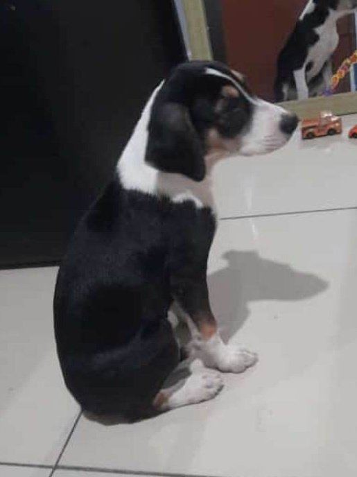 AlertaMePerdi's tweet photo. #ENCONTRADA #GUAYAQUIL
Fecha: 13/04/23
Sector: Norte, Sauces 2.
Sexo: Hembra.
Raza: Mestiza.
Obsv.: Blanco con negro y pequeñas manchas cafés.
Contacto: 0969045838
¡Ayúdala a volver con su familia!
#AlertaMePerdí https://t.co/n8ZJfyLJOh