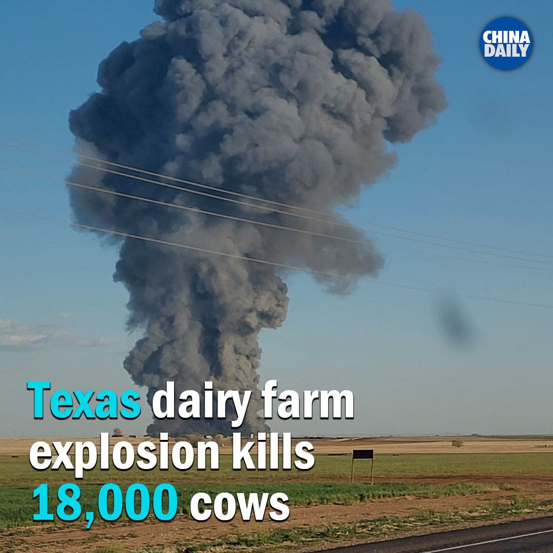 China Daily on Twitter: "#NewsInPhoto More than 18,000 cows died after