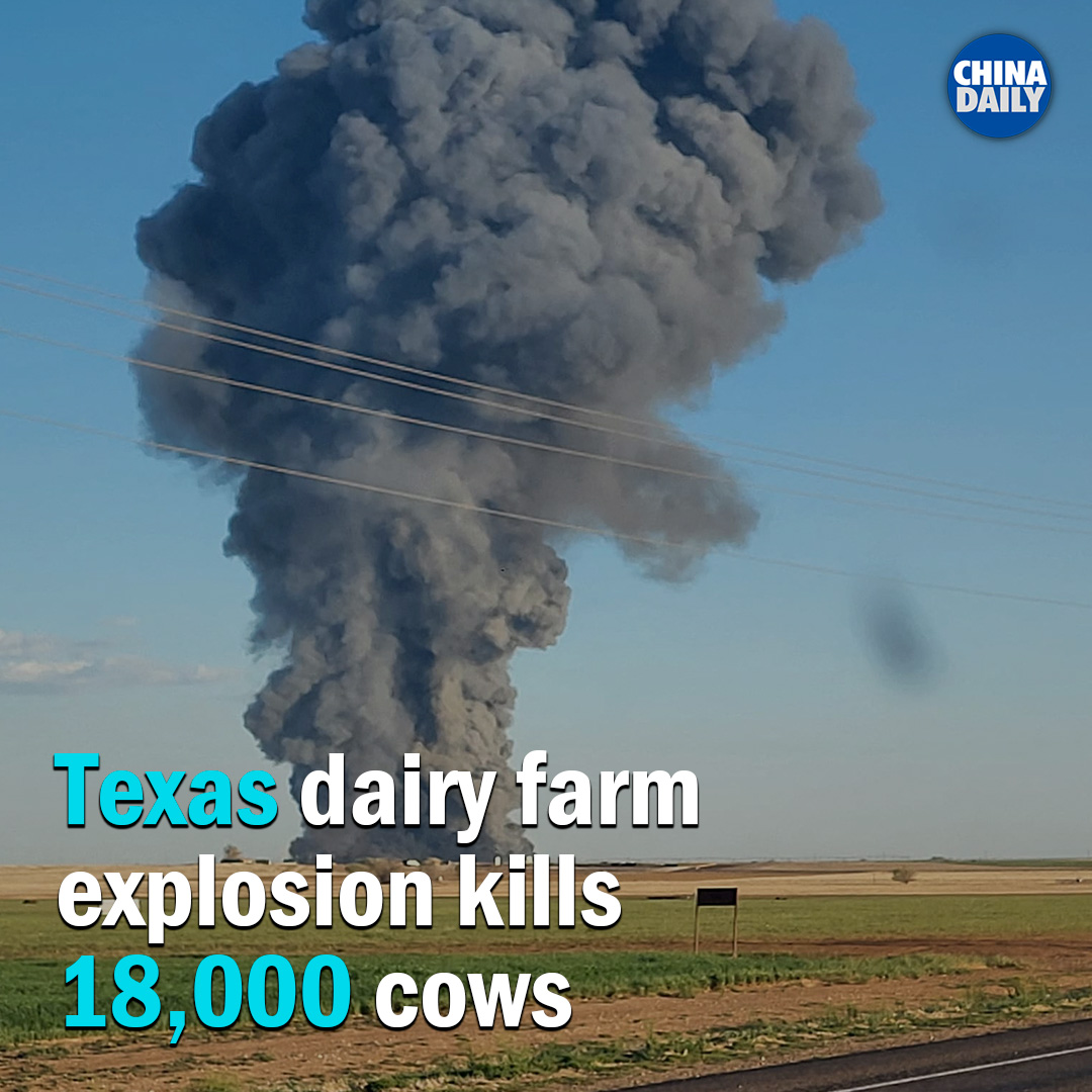 #NewsInPhoto More than 18,000 cows died after an explosion and fire at a family dairy farm in west #Texas, marking the deadliest such barn blaze on record in the United States, Reuters reported.