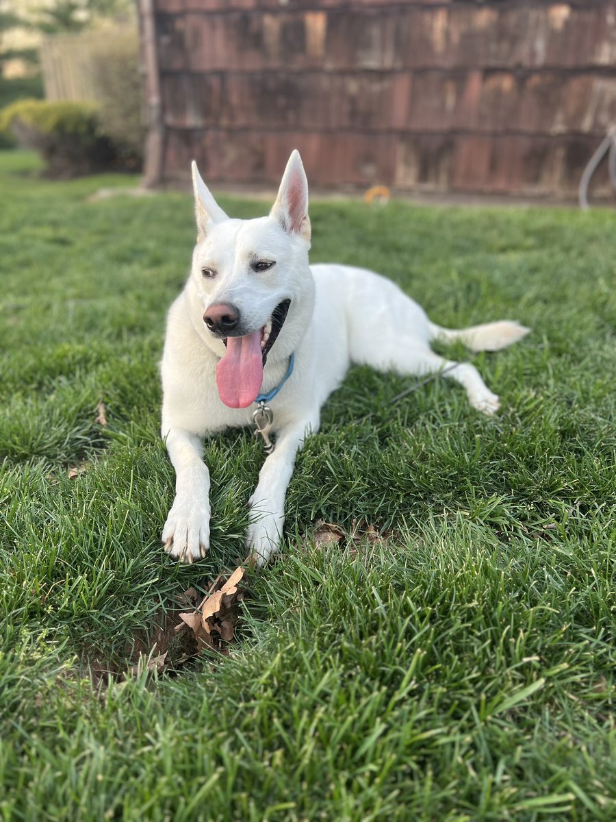 Galatro_J's tweet photo. Live on Kick LINK in bio. #kick #streamingkick #streaming #streamer #gamer #gaming #dogs #dog #sunny #sun https://t.co/n12cpZR7VO