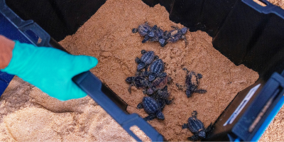 nswdphi's tweet photo. Terrific turtle news! 🐢 A nest of endangered Loggerhead Turtle hatchlings were released back onto Darkinjung Country 🙌

Learn more at https://t.co/Z2MOYJGAwR 👈
  
#LoggerheadTurtles #MarineConservation #SeaTurtles 

📷 Harry Vincent Taronga Conservation Society Australia https://t.co/p0ojWXpLaK