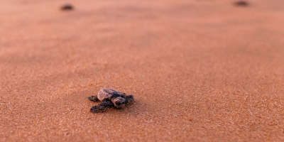 nswdphi's tweet photo. Terrific turtle news! 🐢 A nest of endangered Loggerhead Turtle hatchlings were released back onto Darkinjung Country 🙌

Learn more at https://t.co/Z2MOYJGAwR 👈
  
#LoggerheadTurtles #MarineConservation #SeaTurtles 

📷 Harry Vincent Taronga Conservation Society Australia https://t.co/p0ojWXpLaK