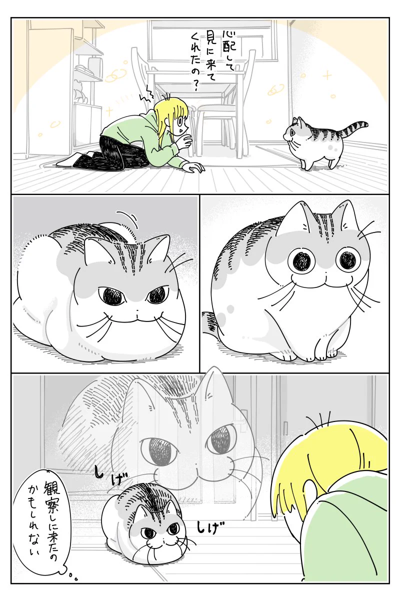 頭をぶつけたら、そこへ猫がやってきて･･･！可愛くて癒される「猫漫画」が話題に！