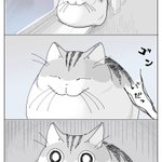 頭をぶつけたら、そこへ猫がやってきて･･･!可愛くて癒される「猫漫画」が話題に!