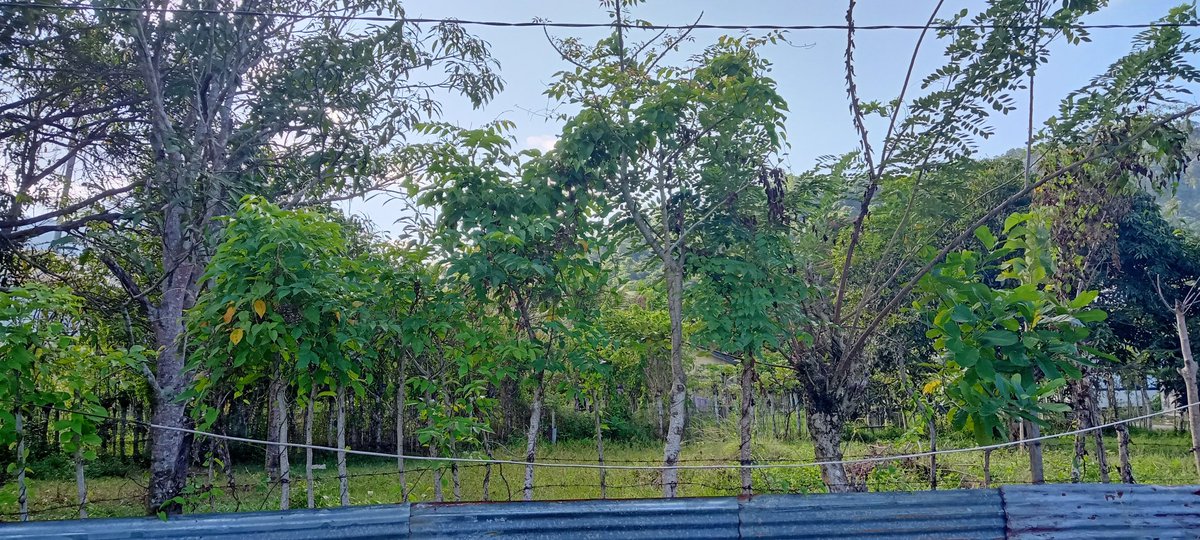 123Kaban's tweet photo. Pembebasan lahan,
 niatkan pahalanya untuk diri sendiri/keluarga.

Ini merupakan kesempatan terbaik utk anda mendapatkan aliran pahala dari para penghafal AlQuran tanpa mengurangi pahala mereka sedikitpum.

Yuk..kita bantu lunasi lahan yg mau di bebaskan. https://t.co/z5p4zGYrhn
