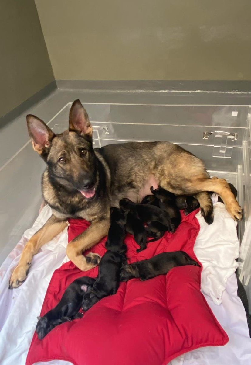 hkpoliceforce's tweet photo. New pups on the block!Our #GermanShepherd Alfa birthed🔟🐶for #PoliceDogUnit!Eager to follow in🐾of frontline-braving dad Orlando,the #BundlesOfJoy’ve arrived just in time for #NationalSecurity🇨🇳#EduDay—APR15!Can’t wait to see the #K9s grow into #ForcesToBeReckonedWith to guard🇭🇰 https://t.co/416kVZxJ9o