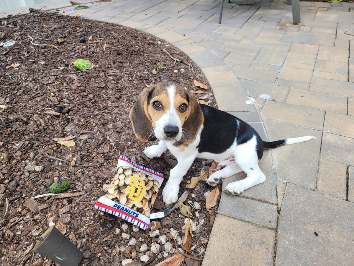 SoCalNickster's tweet photo. #PadresPets  Jake says go Padres https://t.co/9SZxfSUx1P