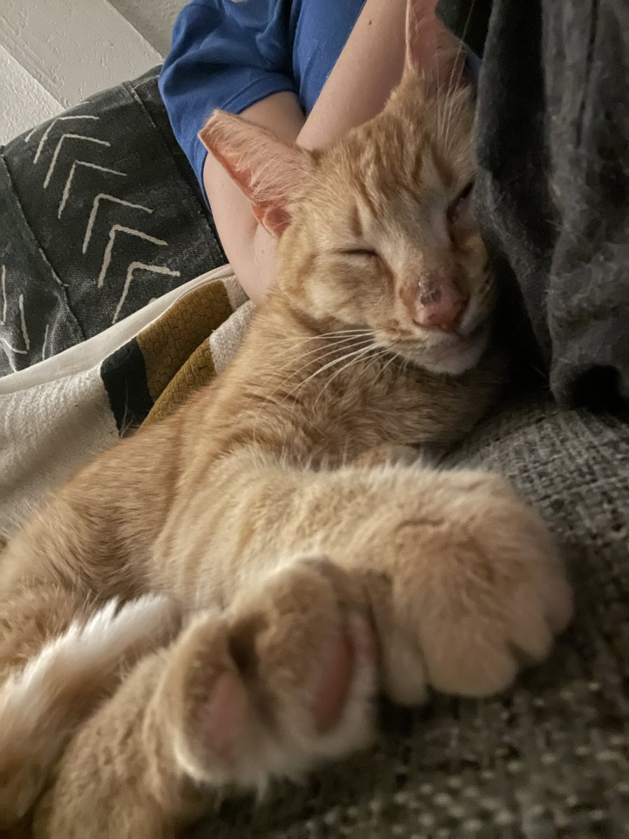 One10thPerfect's tweet photo. Dear @hwinkler4real … meet Albert Fonzerelli. His little street cat meows sound like the Fonz. I hope he’s half as cool as cat as his cousin Arthur. #rescue #fonzforever PS - be nice to Barry. He’s been through a lot. https://t.co/3TGS4dfc6X
