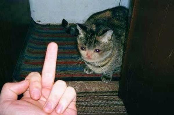 MozillaFennekin's tweet photo. suzume out of context spoilers https://t.co/5wq6Suf0I9