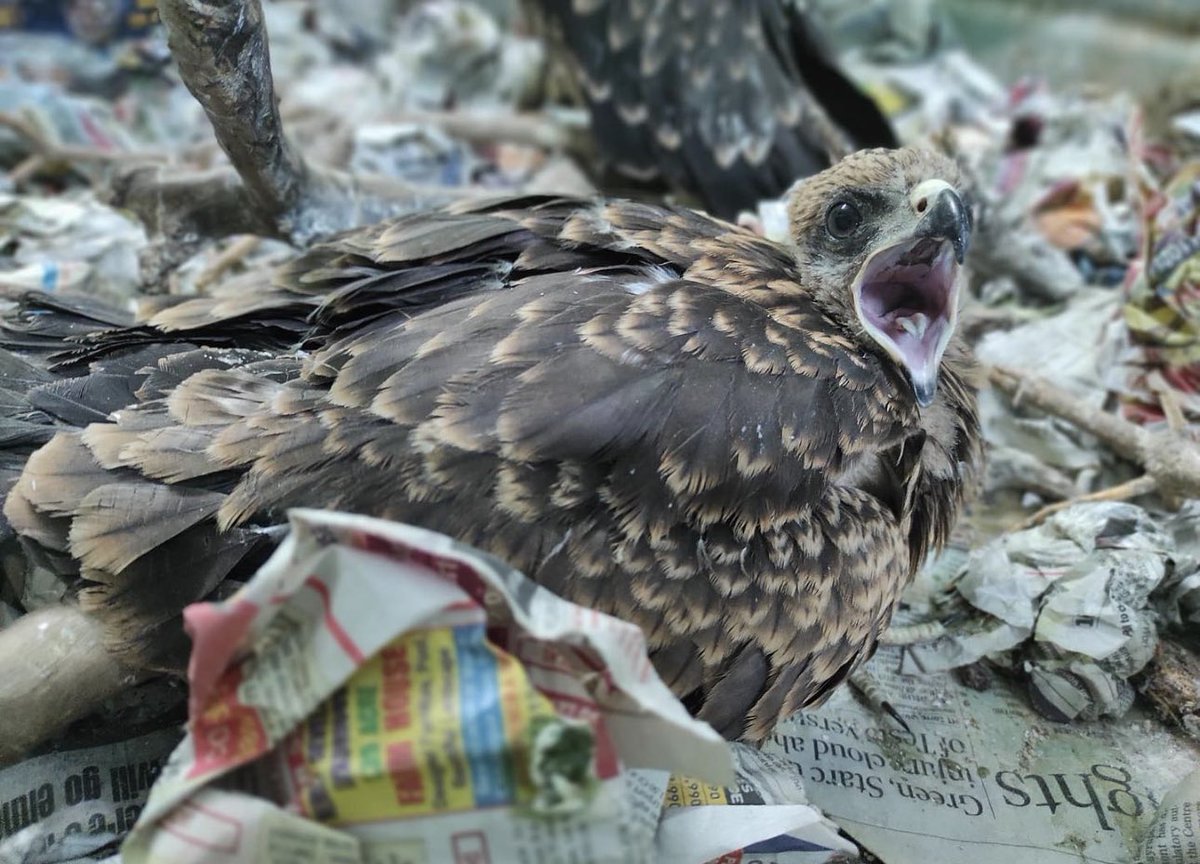 One of our younger intakes 🐦 #blackkite 🪶 #WildlifeRescue #WildlifeRescueIndia #BirdsOfPrey #RaptorRescue #Raptor #BirdRefuge #BirdRescue #allthatbreathes