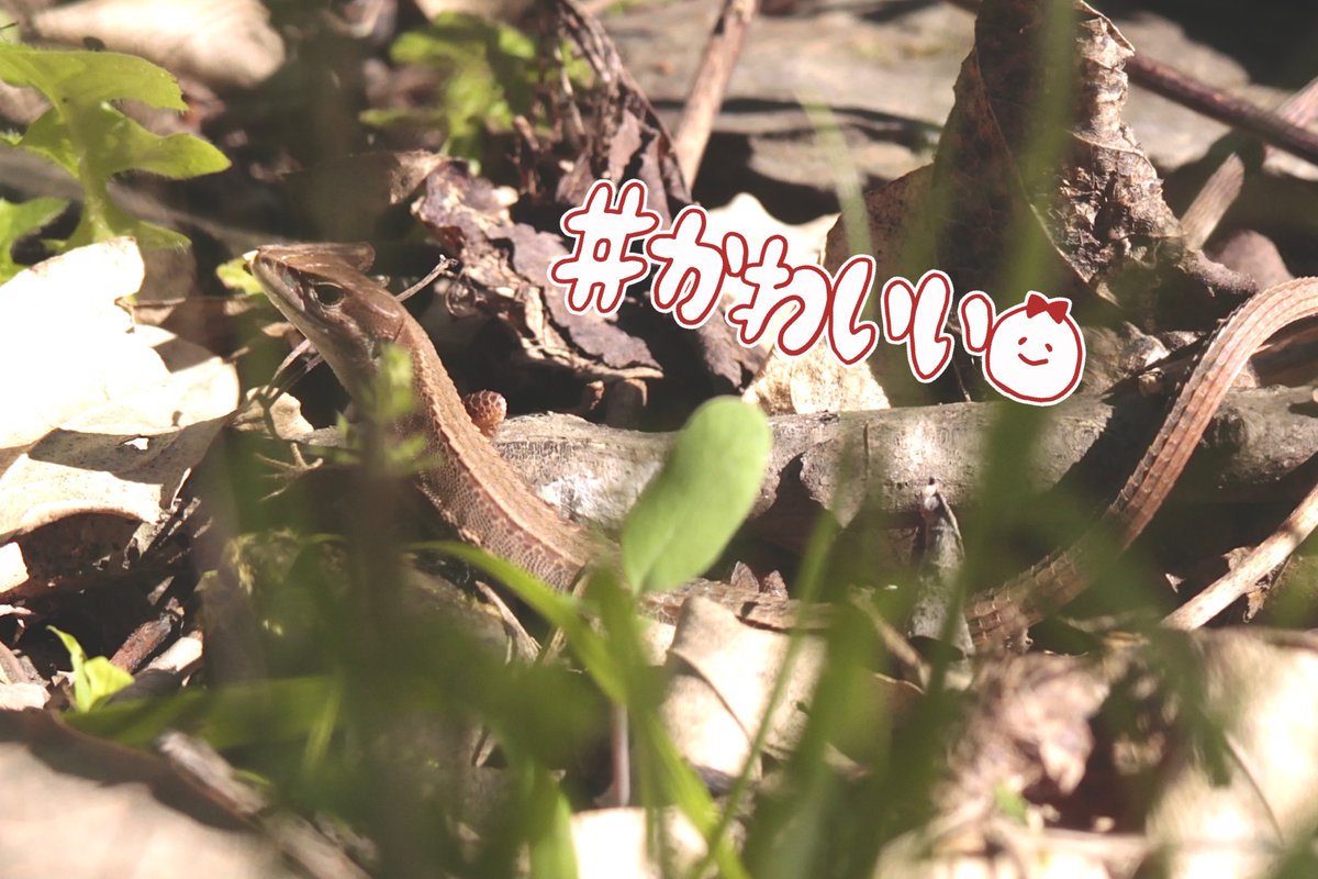 LittleNature1's tweet photo. Japanese grass lizard
ニホンカナヘビ https://t.co/2tKEIjreum