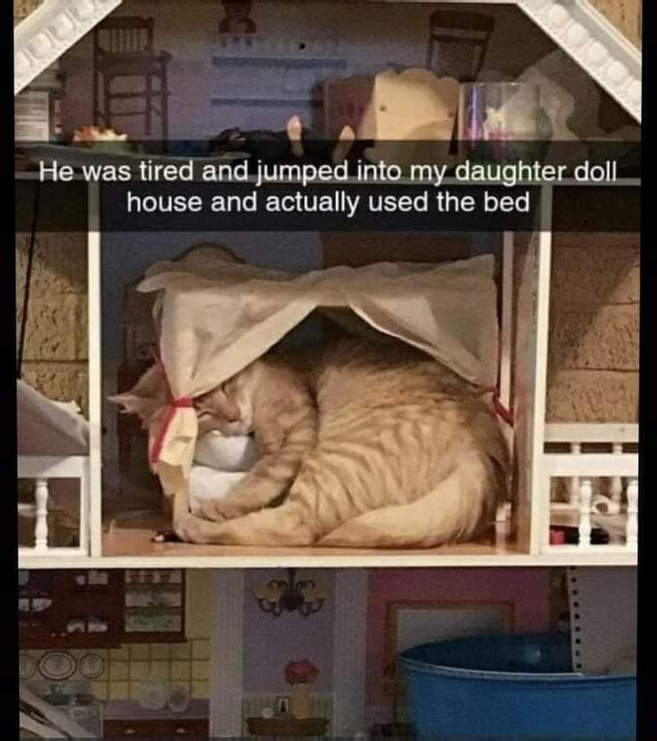 WholesomeMeme's tweet photo. https://t.co/ak6GtbCRRN