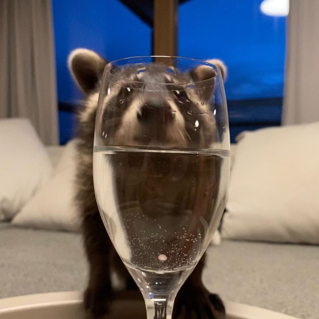 raccoonhourly's tweet photo. https://t.co/gmhzZUFTPV