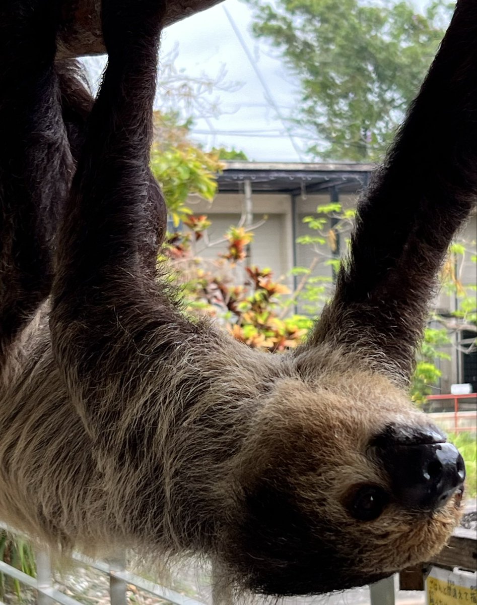 kawataru_j's tweet photo. Sloth -^-^ *.° âïž ðŠ¥
#Sloth #Folivora #animals #landscape #photography #nature #naturelovers #NaturePhotography #environment #Japan #ããã±ã¢ã #æ æ #åç© #èªç¶ #ç°å¢ #åç #颚æ¯åç #æ¥æ¬ https://t.co/LmooV65FgX