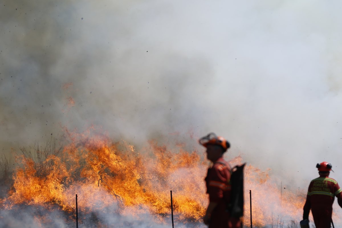 lancemcmillan's tweet photo. Toronto carried out a prescribed burn at High Park today, a management tool used to promote growth and help protect the black oak savannahs and woodlands. https://t.co/mTqTPq5K5U