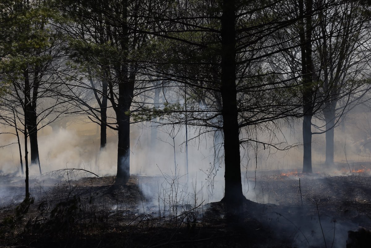 lancemcmillan's tweet photo. Toronto carried out a prescribed burn at High Park today, a management tool used to promote growth and help protect the black oak savannahs and woodlands. https://t.co/mTqTPq5K5U
