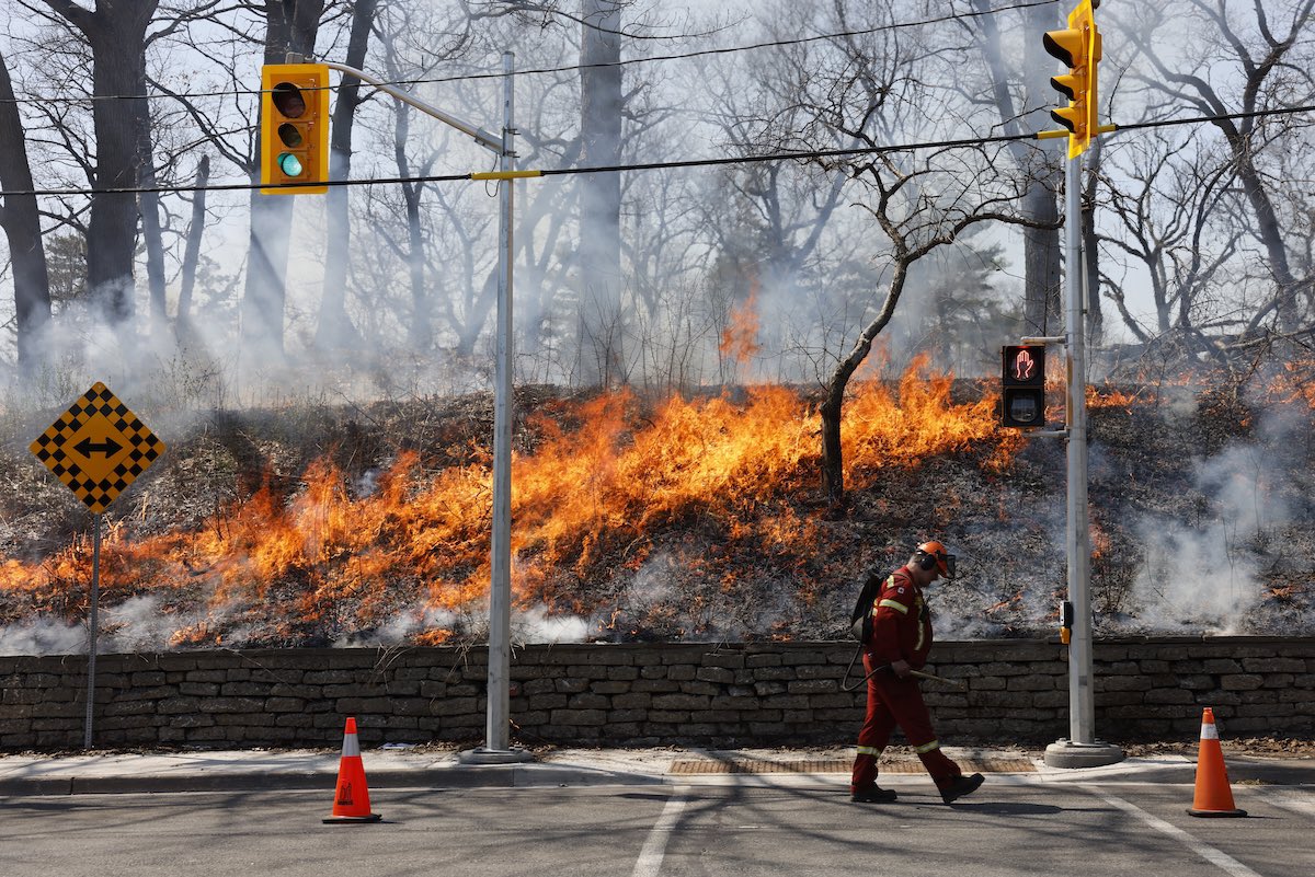 lancemcmillan's tweet photo. Toronto carried out a prescribed burn at High Park today, a management tool used to promote growth and help protect the black oak savannahs and woodlands. https://t.co/mTqTPq5K5U