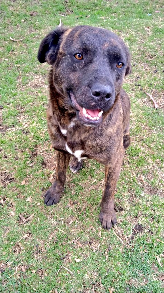 FundacionToby's tweet photo. Hoy no se logró cubrir el adeudo con hospital For Pets, pero estos días seguiremos la venta de pays amigos, queremos ayudar a más lomitos 🐶💛✨ sus compras salvan vidas!! Hagan sus pedidos al whats app Toby, tenemos envío a domicilio ✨ https://t.co/D0c0nGUSYW
