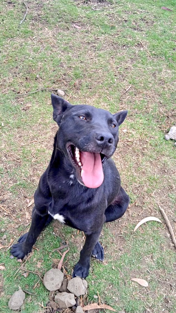 FundacionToby's tweet photo. Hoy no se logró cubrir el adeudo con hospital For Pets, pero estos días seguiremos la venta de pays amigos, queremos ayudar a más lomitos 🐶💛✨ sus compras salvan vidas!! Hagan sus pedidos al whats app Toby, tenemos envío a domicilio ✨ https://t.co/D0c0nGUSYW