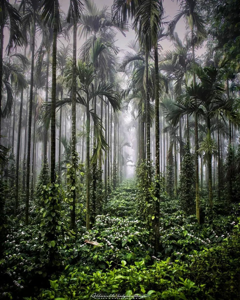 KarnatakaWorld's tweet photo. During the coffee blossom season, the scenery of the coffee plantation in the early morning is mesmerizing as the mist gently sways around the lovely coffee beans, resembling pearls.
.
PC 📸: @ks_abheeshta

 #coffeeplantation #coffee  #nammakarnataka  #chikmagalur #Karnataka https://t.co/CE7lWREQfO