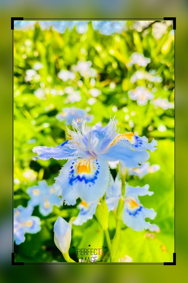 tsumugi_No1's tweet photo. 〜今日の『おさんぽ』〜
これなんて花？
#花
#散歩
#横道
#寄り道
#草花
【正解】シャガ（アヤメ科）
🌸花言葉は信念、勇気、知恵 https://t.co/2wFKeXq5hK