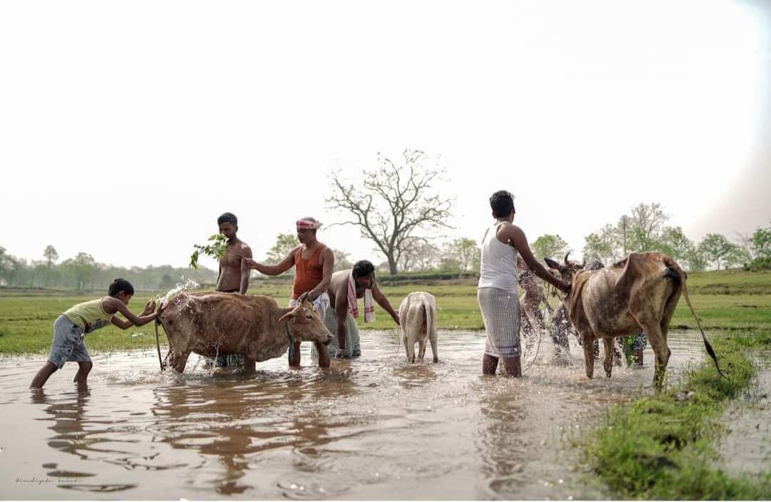 SouleFacts's tweet photo. Today is "Goru Bihu" in #Assam.....Cow is taken to nearby pond, washed, worshipped, New Pogha (Cow halter thread) is worn, medicinal food and vegetables are fed reciting in Assamese verse in praise of the cow. https://t.co/uAZpZ1jAtk