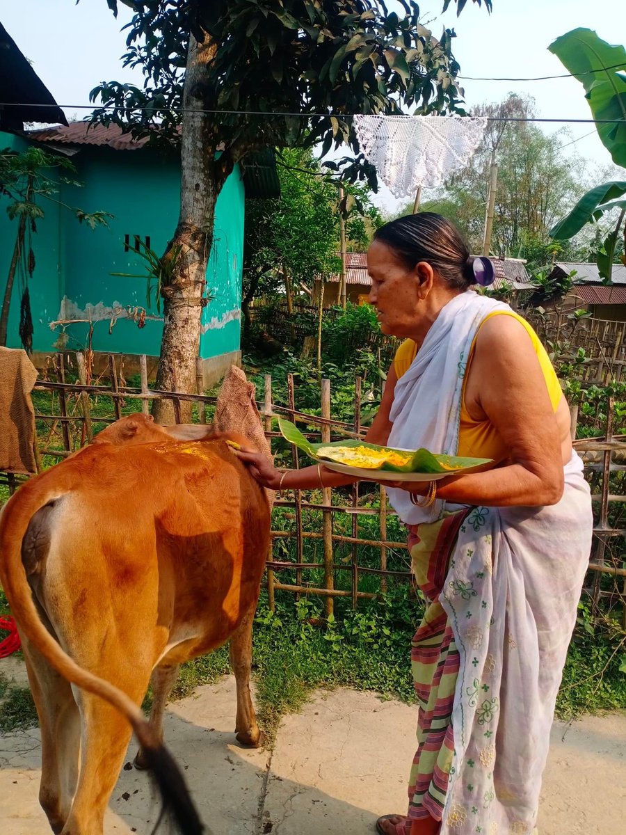 SouleFacts's tweet photo. Today is "Goru Bihu" in #Assam.....Cow is taken to nearby pond, washed, worshipped, New Pogha (Cow halter thread) is worn, medicinal food and vegetables are fed reciting in Assamese verse in praise of the cow. https://t.co/uAZpZ1jAtk