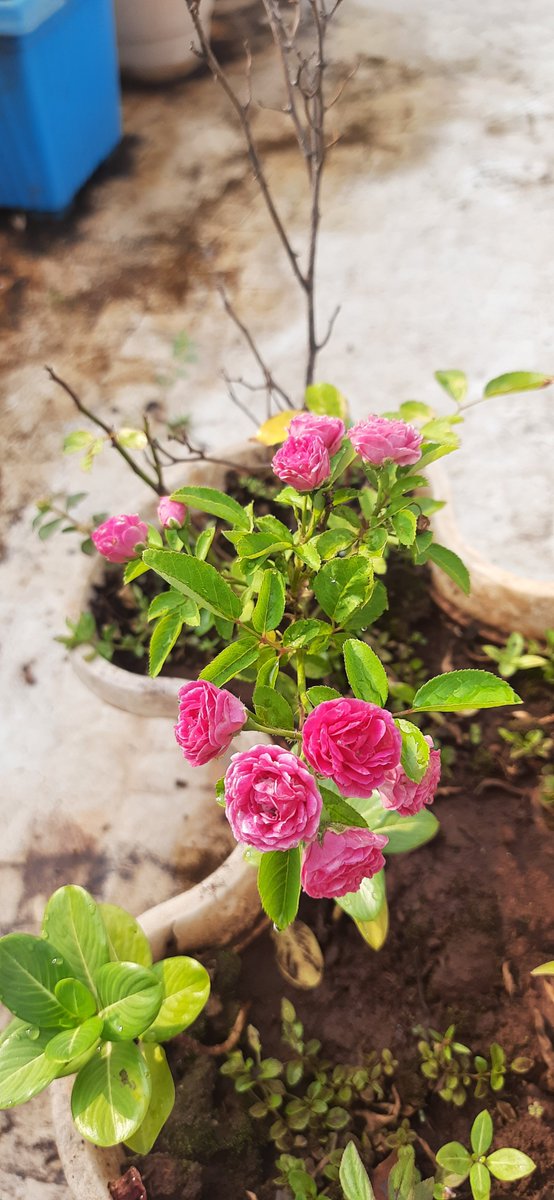 teatattler's tweet photo. It's a beautiful day! 🌷
#ButtonRose #Rose #GardenStories #UrbanLiving https://t.co/HToUqPt3FH