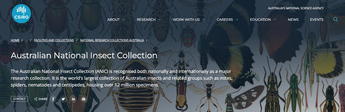 Come work with us at CSIRO, we're hiring a technical officer focussing on flies. Work in a research collection at the scope, in the molecular lab, in the field, with a great team
jobs.csiro.au/job/Canberra%2…