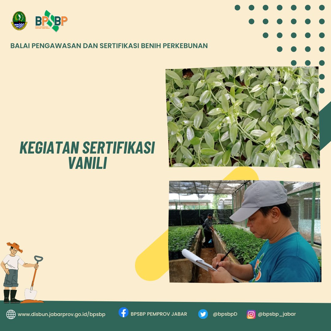 BpsbpD's tweet photo. Selamat siang #wargibunπ±π
Hari ini, Tim PBT dari UPTD BPSBP melakukan kegiatan Sertifikasi vanili.
Nah #wargibun kegiatan ini dilaksanakan di di BALITRO kab Bogor pada tanggal 13 April 2023.
#bpsbp #bpsbpjabar #disbun #disunjabar #perkebunjaya #benihvanili https://t.co/ArU5Iv2AfP