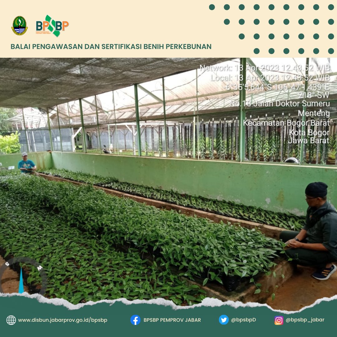 BpsbpD's tweet photo. Selamat siang #wargibunπ±π
Hari ini, Tim PBT dari UPTD BPSBP melakukan kegiatan Sertifikasi vanili.
Nah #wargibun kegiatan ini dilaksanakan di di BALITRO kab Bogor pada tanggal 13 April 2023.
#bpsbp #bpsbpjabar #disbun #disunjabar #perkebunjaya #benihvanili https://t.co/ArU5Iv2AfP