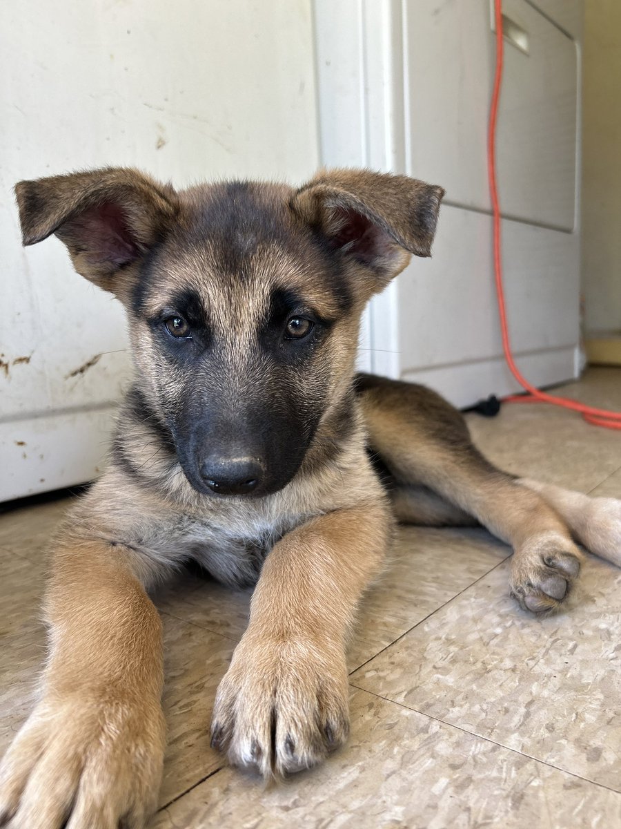 AJS_lolo's tweet photo. 3 boys $300 obo going fast and full breed AKC papers shots whole 9 yards very well trainable good pups all around lmk let ya ppl know https://t.co/fKViUpKauq