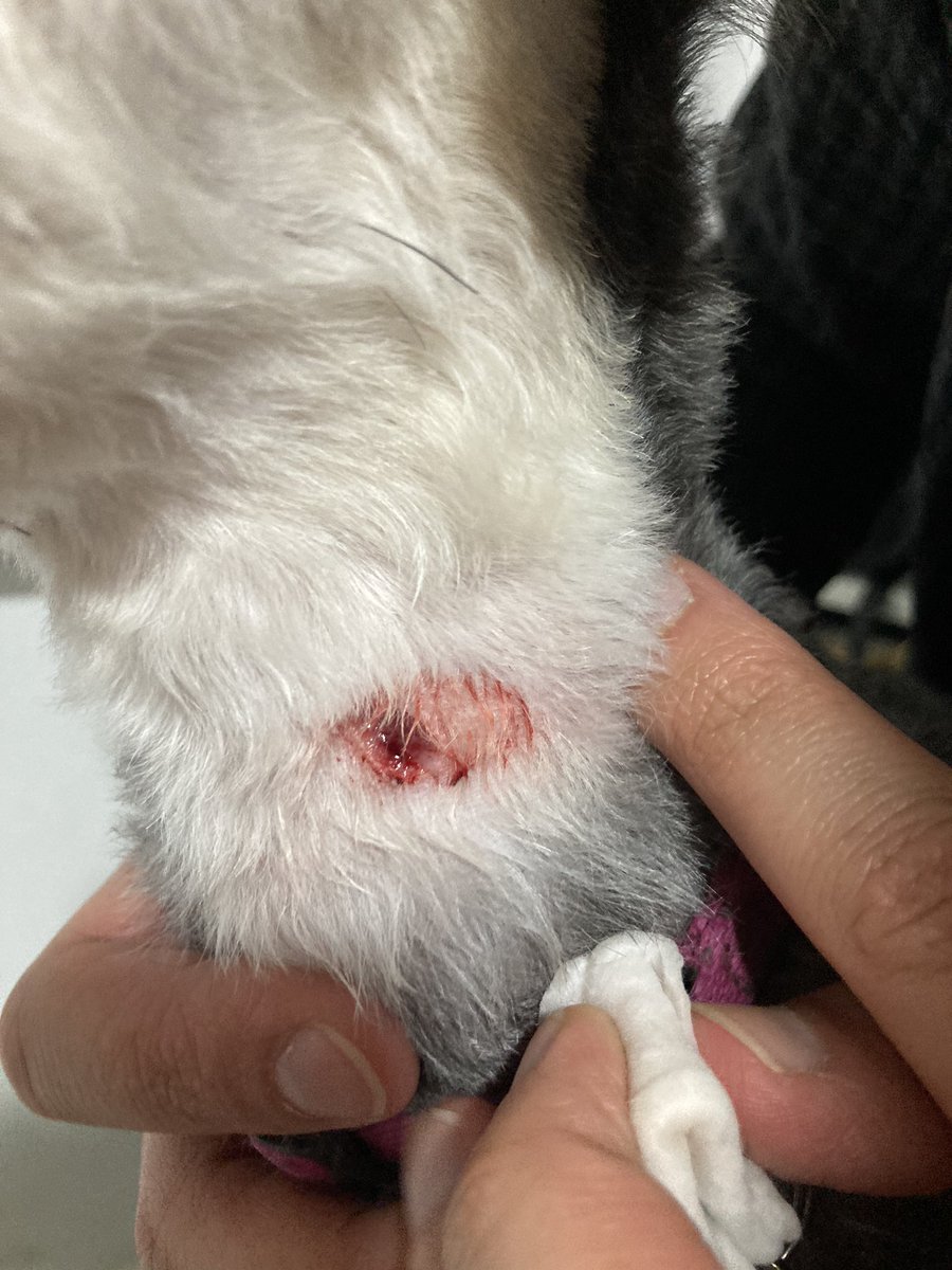 vizueth01's tweet photo. Qué onda @PetcoMexico lleve a mi perrita a su servicio de baño y me la devuelven así! 😡😡😡 https://t.co/SG2O20YVCQ